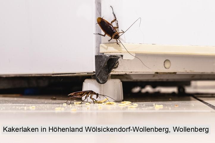 Kakerlaken in Höhenland Wölsickendorf-Wollenberg, Wollenberg